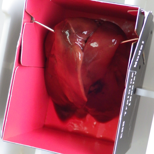 デブリッターのトレーニングBOX(1セット6個入り)